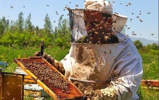شناسنامه زنبورداری