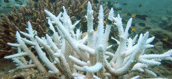 مجوز کاشت و پرورش مرجان‌