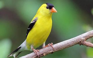 پروانه انتفاعی زنده گیری سهره طلایی