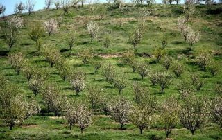 مجوز احداث باغات دیم در اراضی شیبدار مستثنیات