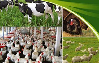 پروانه تاسیس صنایع وابسته به دام