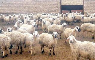 گواهی بهداشتی ترخیص دام ( گواهی بهداشتی نهاده و خوراک آماده دام )