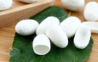 تاییدیه فنی واریته های وارداتی و صادراتی تخم نوغان